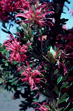 APII jpeg image of Grevillea sericea  © contact APII