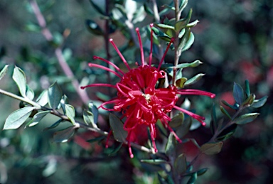 APII jpeg image of Grevillea speciosa  © contact APII