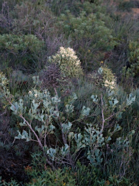 APII jpeg image of Hakea auriculata  © contact APII