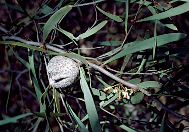 APII jpeg image of Hakea pandanicarpa subsp. crassifolia  © contact APII