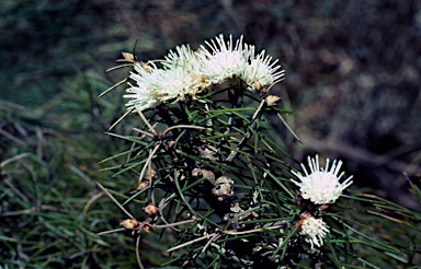 APII jpeg image of Hakea gilbertii  © contact APII