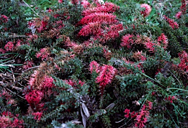 APII jpeg image of Hakea myrtoides  © contact APII