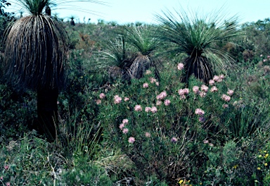 APII jpeg image of Isopogon divergens  © contact APII