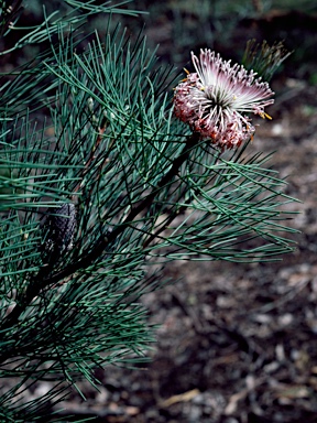 APII jpeg image of Isopogon divergens  © contact APII