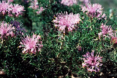 APII jpeg image of Isopogon dubius  © contact APII