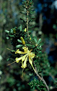 APII jpeg image of Lambertia inermis  © contact APII