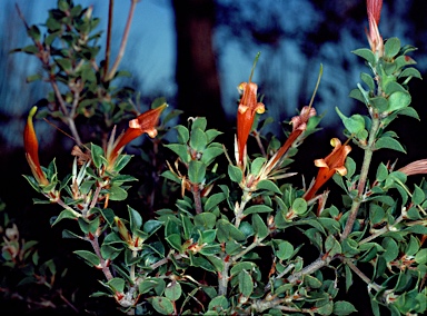 APII jpeg image of Lambertia uniflora  © contact APII