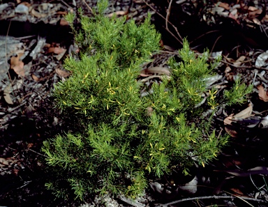 APII jpeg image of Persoonia tenuifolia  © contact APII