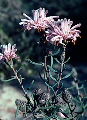 APII jpeg image of Petrophile linearis  © contact APII