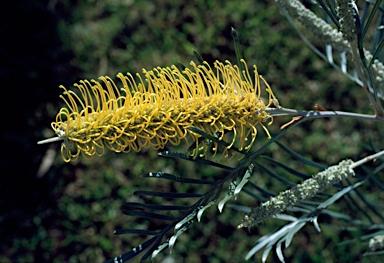 APII jpeg image of Grevillea 'Sandra Gordon'  © contact APII