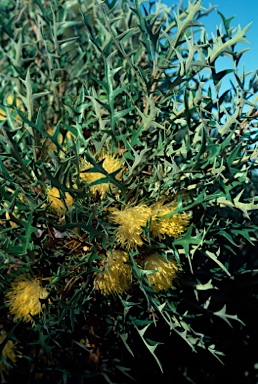 APII jpeg image of Banksia purdieana  © contact APII