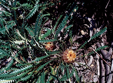 APII jpeg image of Banksia nivea  © contact APII