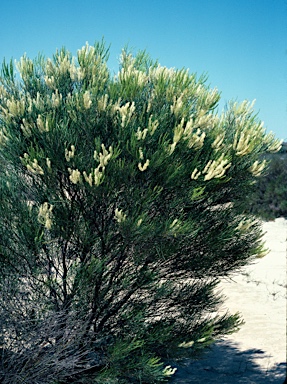 APII jpeg image of Grevillea biformis subsp. biformis  © contact APII