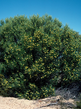 APII jpeg image of Persoonia stricta  © contact APII