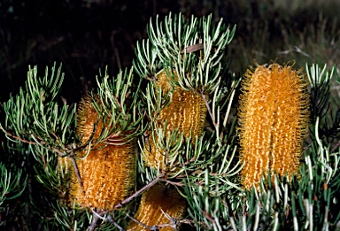 APII jpeg image of Banksia spinulosa  © contact APII