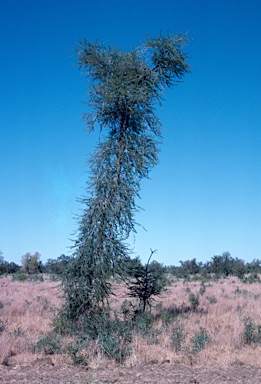 APII jpeg image of Vachellia suberosa  © contact APII