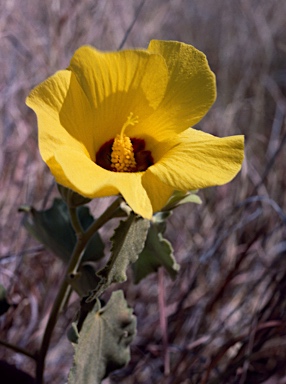 APII jpeg image of Hibiscus panduriformis  © contact APII