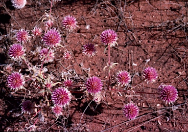 APII jpeg image of Gomphrena canescens  © contact APII