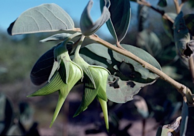 APII jpeg image of Crotalaria cunninghamii  © contact APII