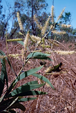 APII jpeg image of Grevillea mimosoides  © contact APII