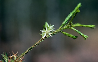 APII jpeg image of Calytrix brownii  © contact APII