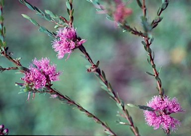 APII jpeg image of Melaleuca thymifolia  © contact APII