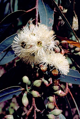 APII jpeg image of Eucalyptus planchoniana  © contact APII