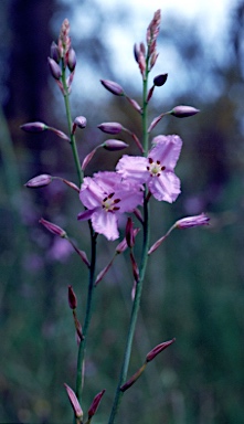 APII jpeg image of Arthropodium strictum  © contact APII