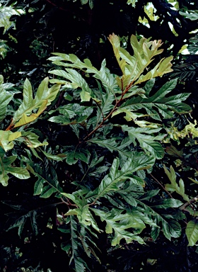 APII jpeg image of Athertonia diversifolia  © contact APII