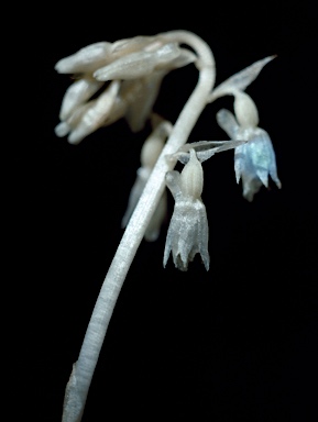APII jpeg image of Epipogium roseum  © contact APII