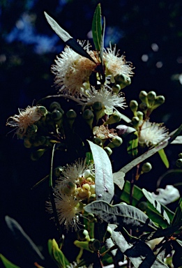 APII jpeg image of Syzygium eucalyptoides  © contact APII