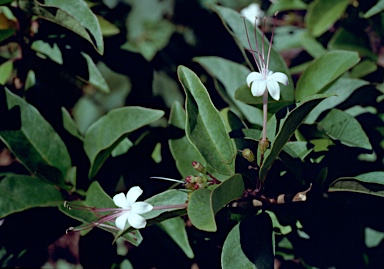 APII jpeg image of Clerodendrum inerme  © contact APII