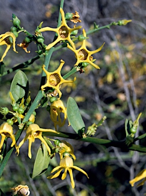 APII jpeg image of Anthocercis littorea  © contact APII