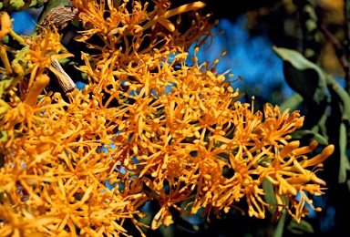 APII jpeg image of Nuytsia floribunda  © contact APII