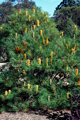 APII jpeg image of Banksia spinulosa var. collina  © contact APII