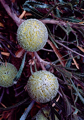 APII jpeg image of Banksia laevigata subsp. fuscolutea  © contact APII