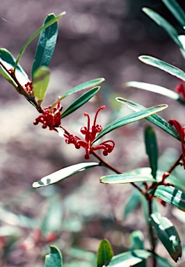 APII jpeg image of Grevillea dimorpha  © contact APII