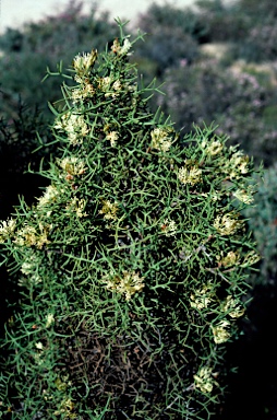 APII jpeg image of Hakea horrida  © contact APII