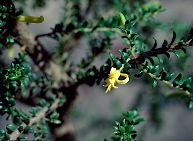 APII jpeg image of Persoonia terminalis subsp. recurva  © contact APII