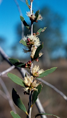 APII jpeg image of Melaleuca alsophila  © contact APII