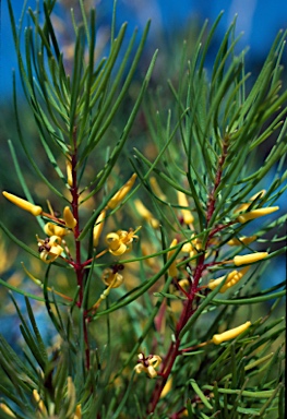 APII jpeg image of Persoonia virgata  © contact APII