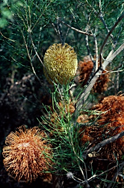 APII jpeg image of Banksia leptophylla var. melletica  © contact APII
