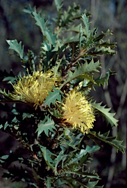 APII jpeg image of Banksia armata  © contact APII