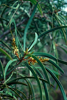APII jpeg image of Persoonia longifolia  © contact APII