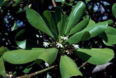 APII jpeg image of Scaevola taccada  © contact APII