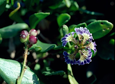 APII jpeg image of Scaevola calendulacea  © contact APII