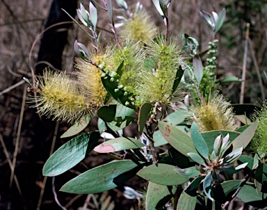 APII jpeg image of Melaleuca nervosa  © contact APII