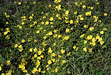 APII jpeg image of Hibbertia vestita  © contact APII