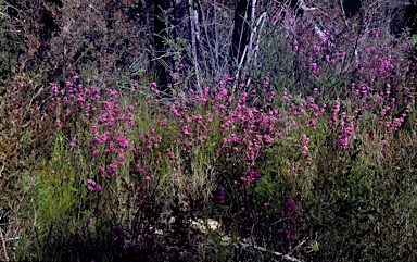 APII jpeg image of Mirbelia speciosa  © contact APII