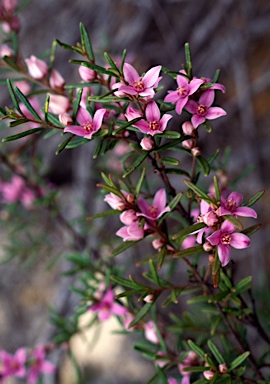 APII jpeg image of Boronia hapalophylla  © contact APII